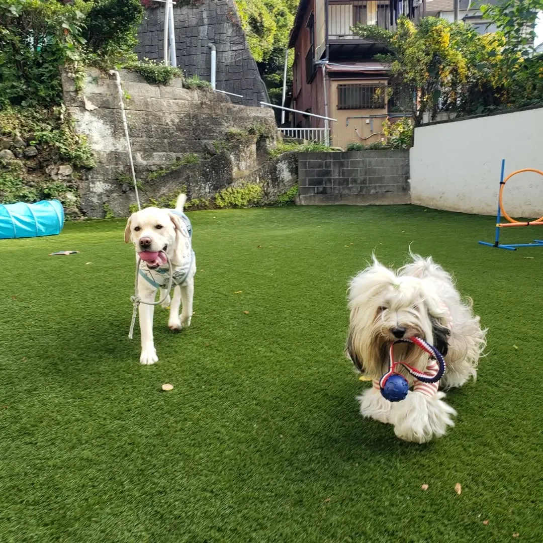 ホームステイのわんこさんも無事お家にもどりつかの間の2ぴきの...