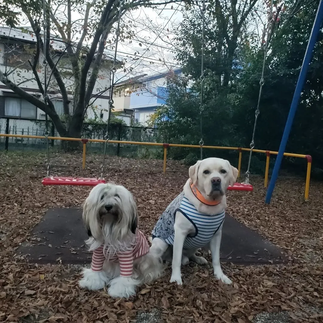 ホームステイのわんこさんも無事お家にもどりつかの間の2ぴきの...