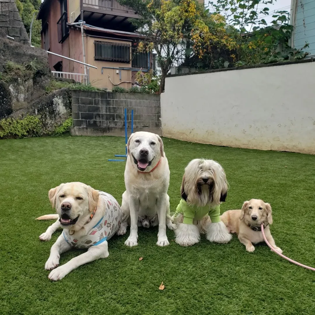 お散歩へ行った後ランで遊ぶわんこさん♥️
