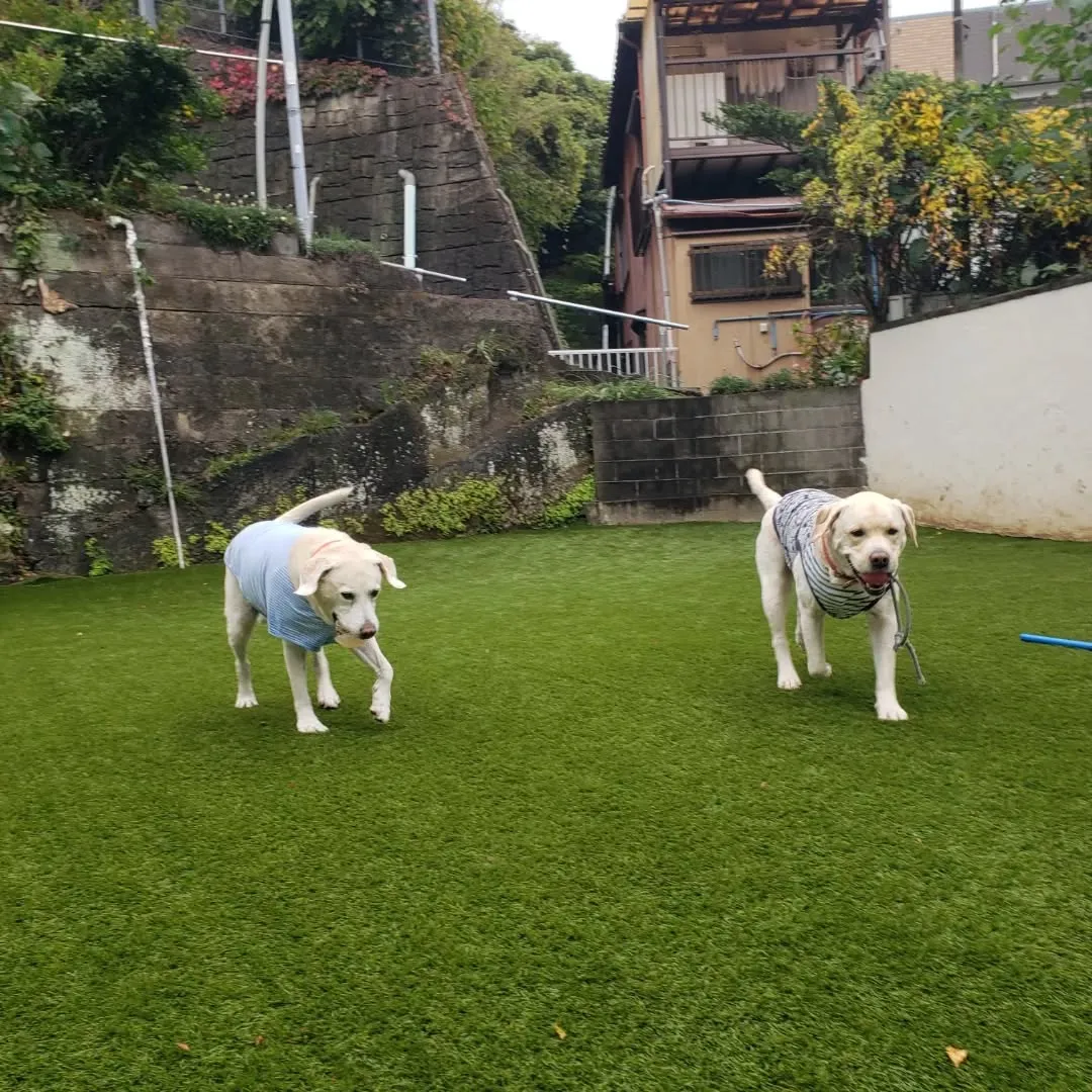 お散歩へ行った後ランで遊ぶわんこさん♥️