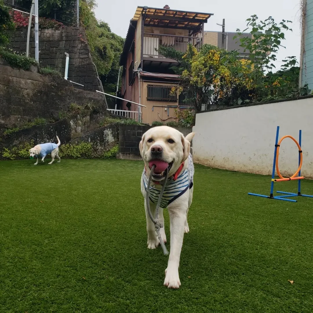 お散歩へ行った後ランで遊ぶわんこさん♥️