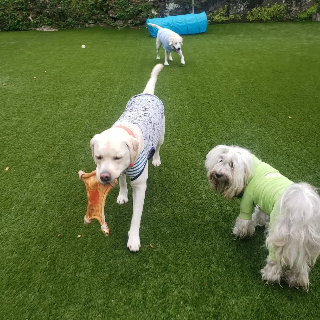 お散歩へ行った後ランで遊ぶわんこさん♥️