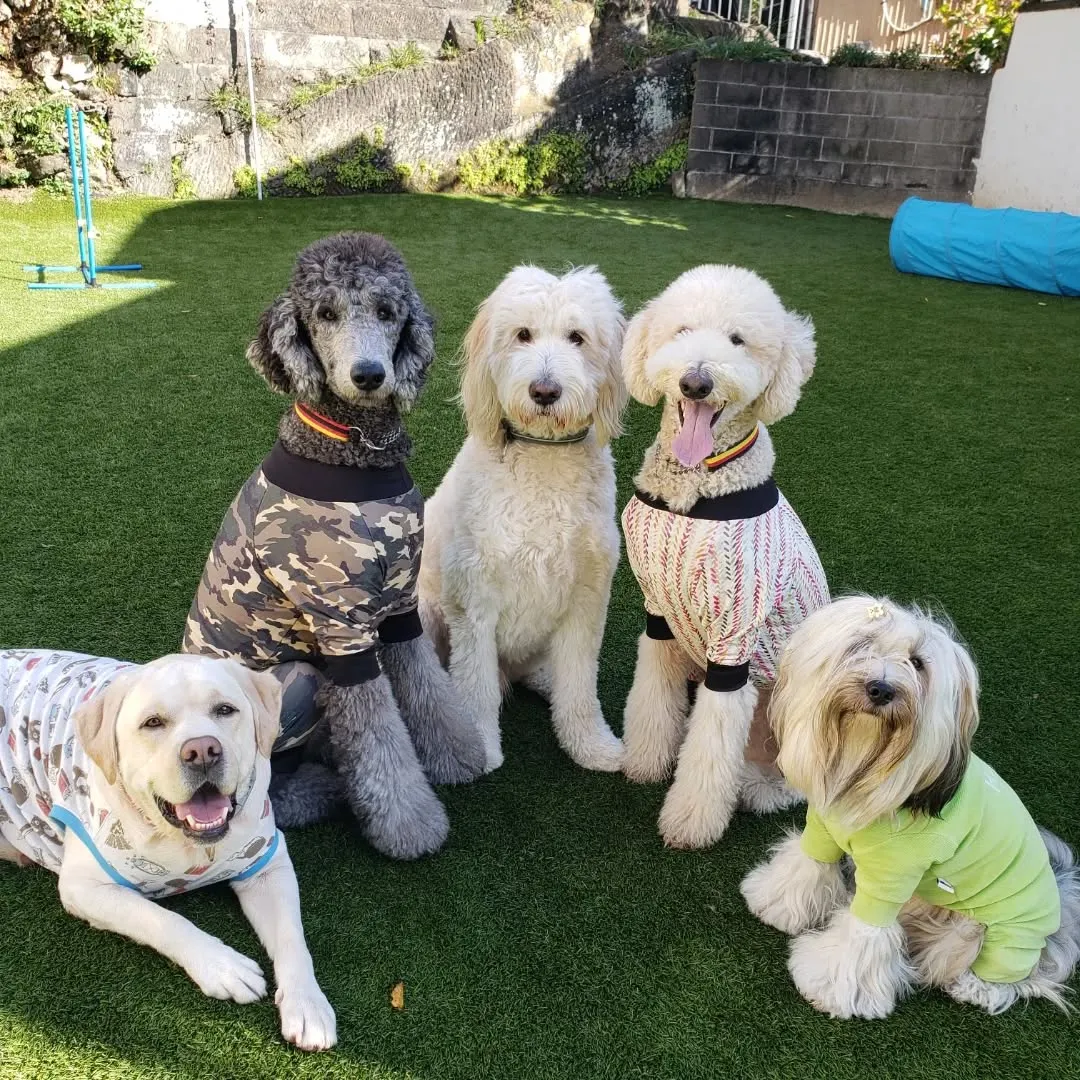 元気に遊ぶわんこさん♥️