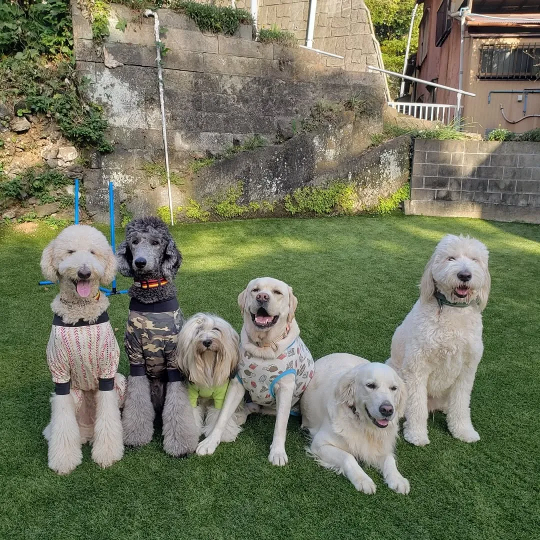 おっきいわんこさんが集まりましたっ❗
