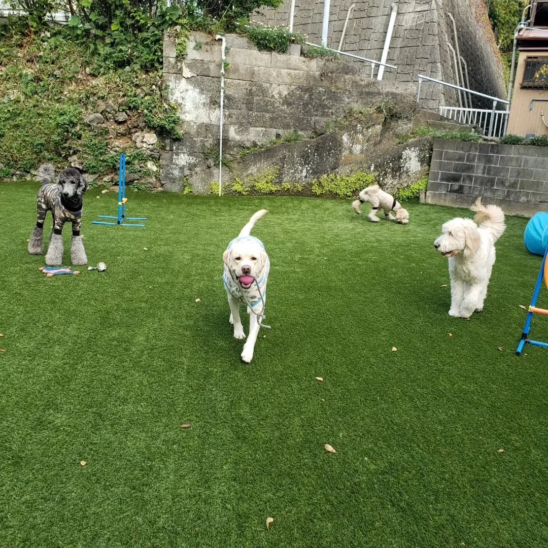 おっきいわんこさんが集まりましたっ❗