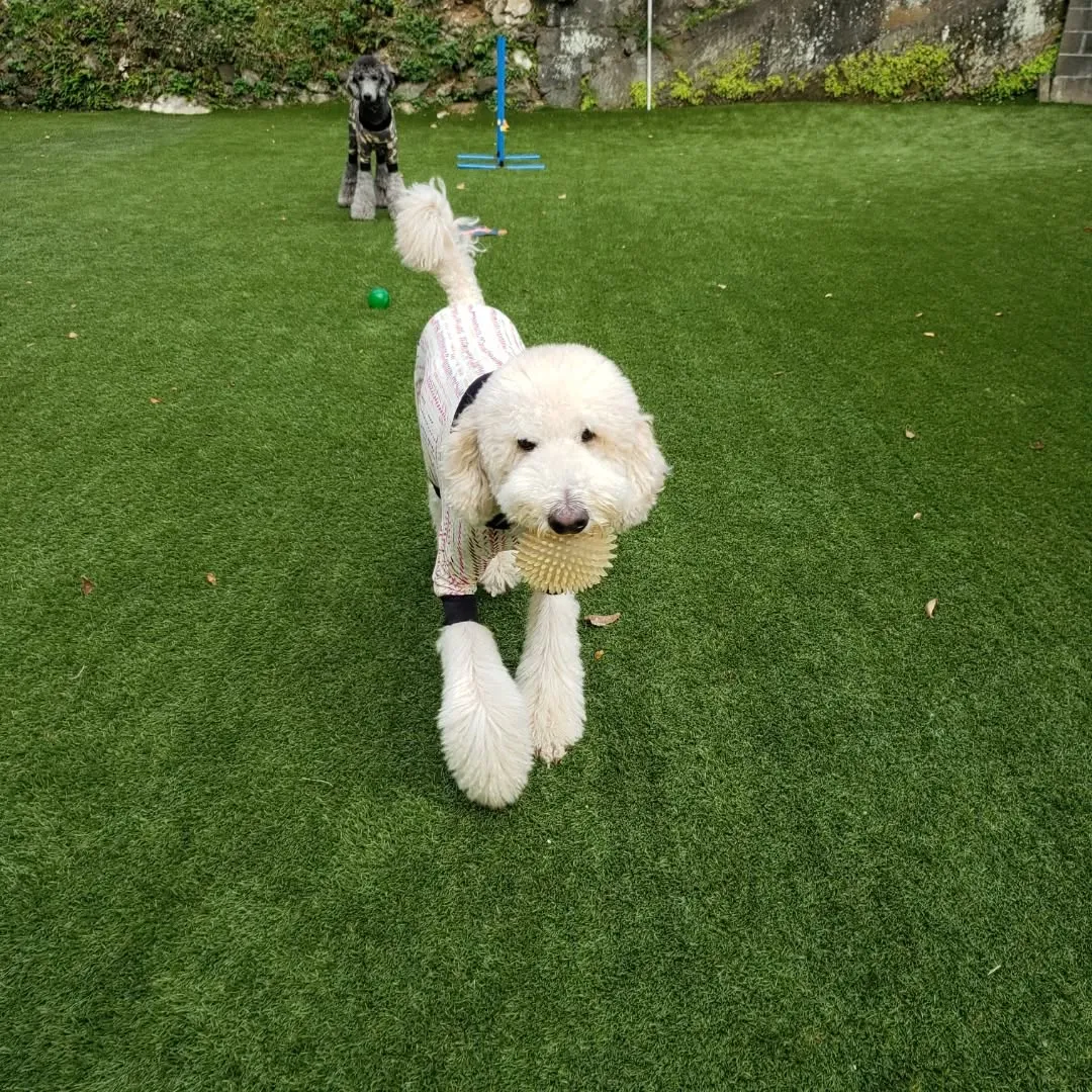 おっきいわんこさんが集まりましたっ❗