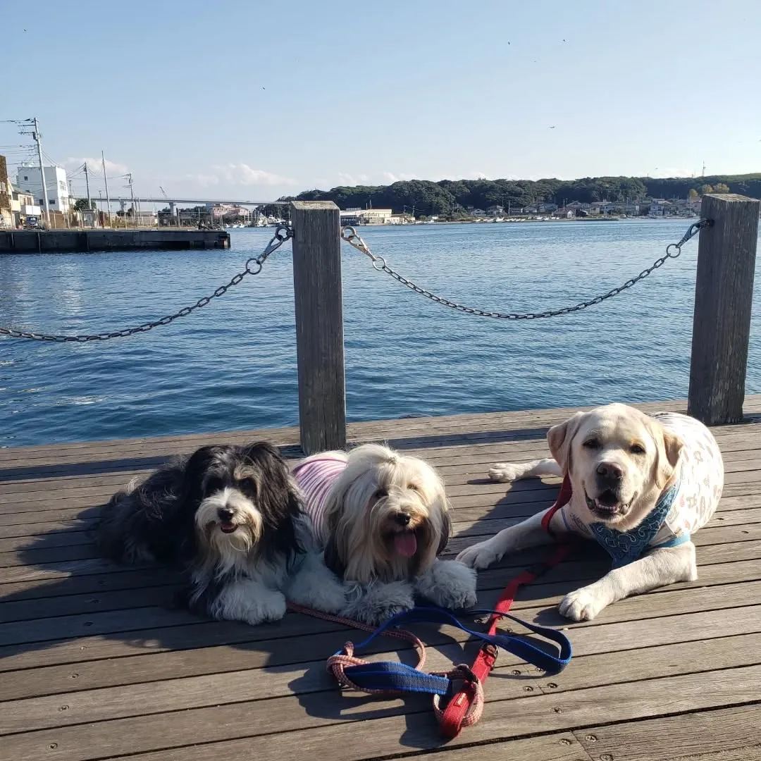 三崎までお散歩へ🎵