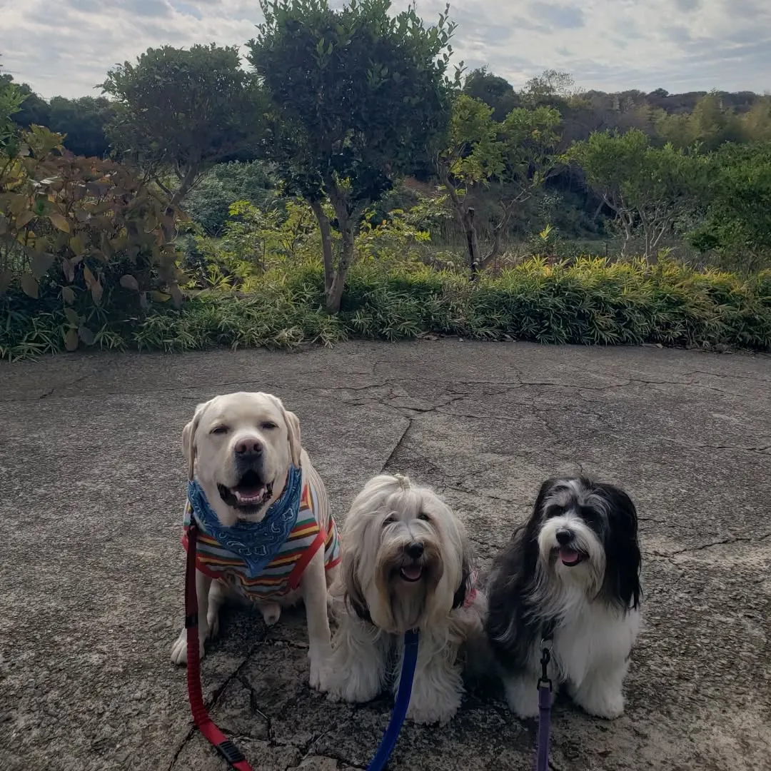 ぐり君のお散歩に同行したロデイとまーちゃん♥️