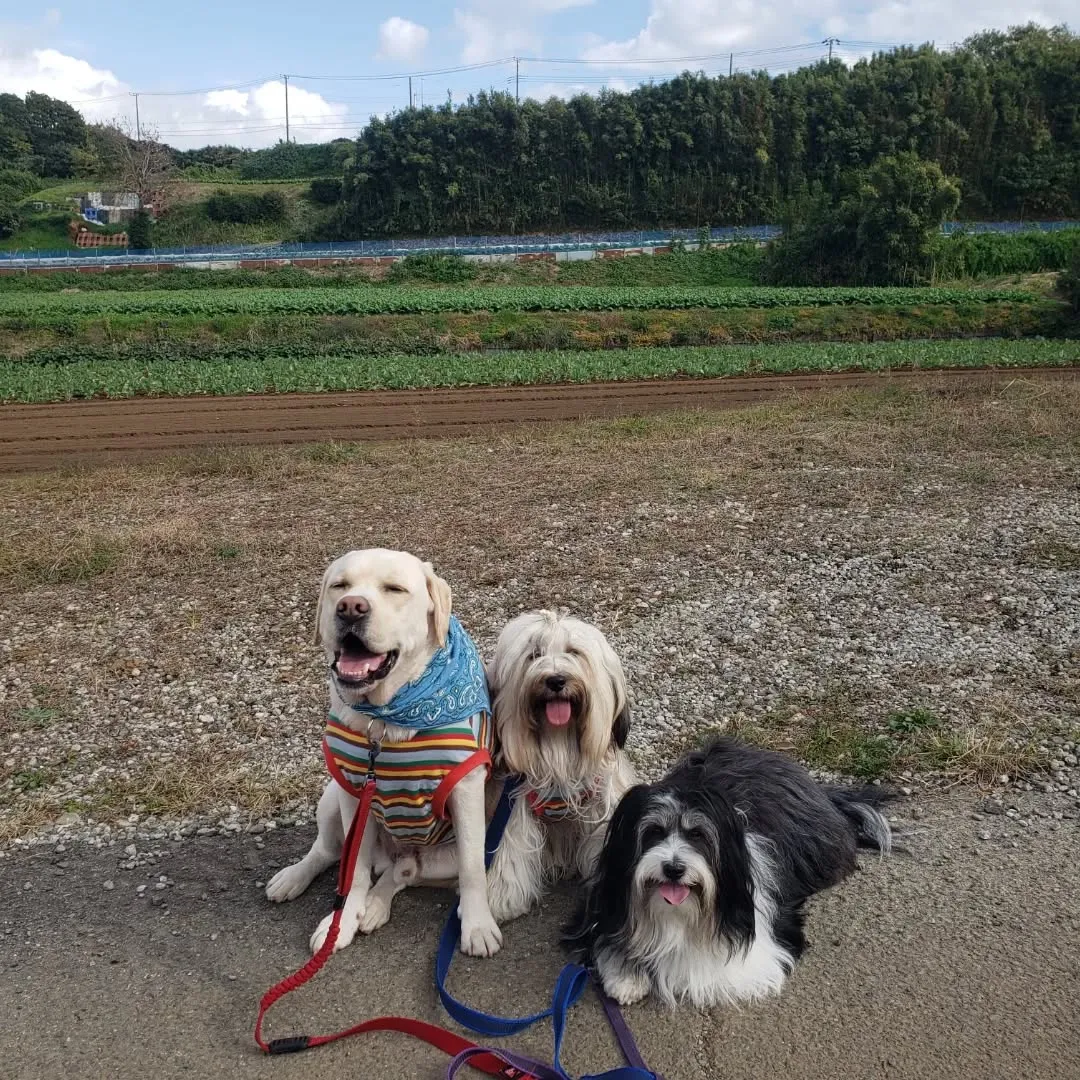 ぐり君のお散歩に同行したロデイとまーちゃん♥️
