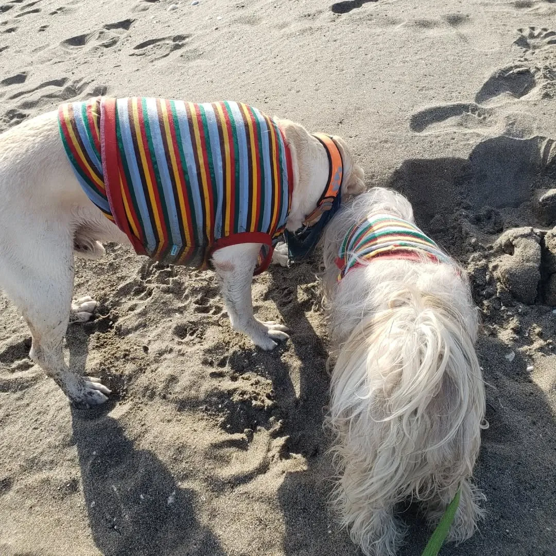 久しぶりに海岸へ🎵