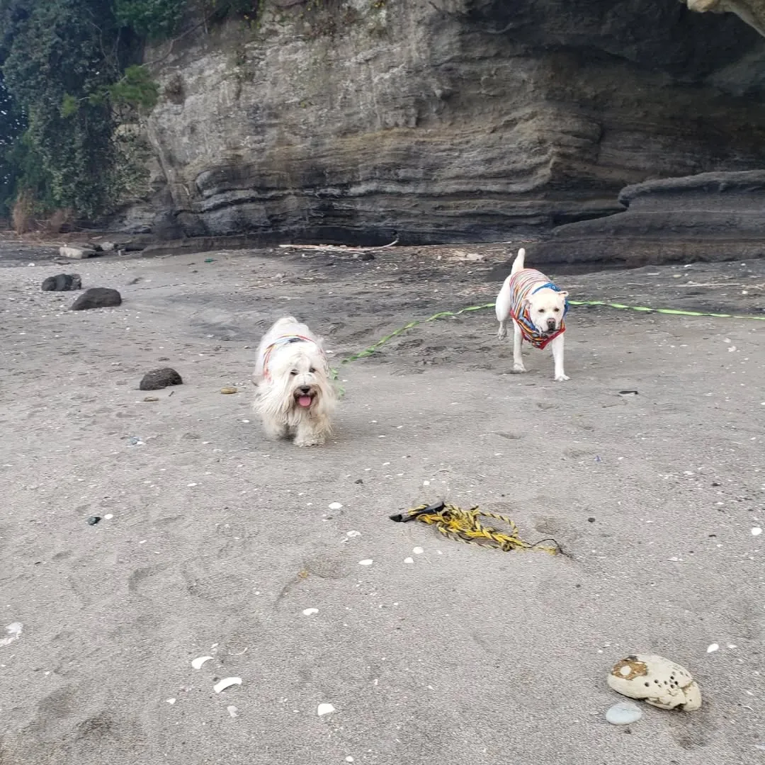 久しぶりに海岸へ🎵
