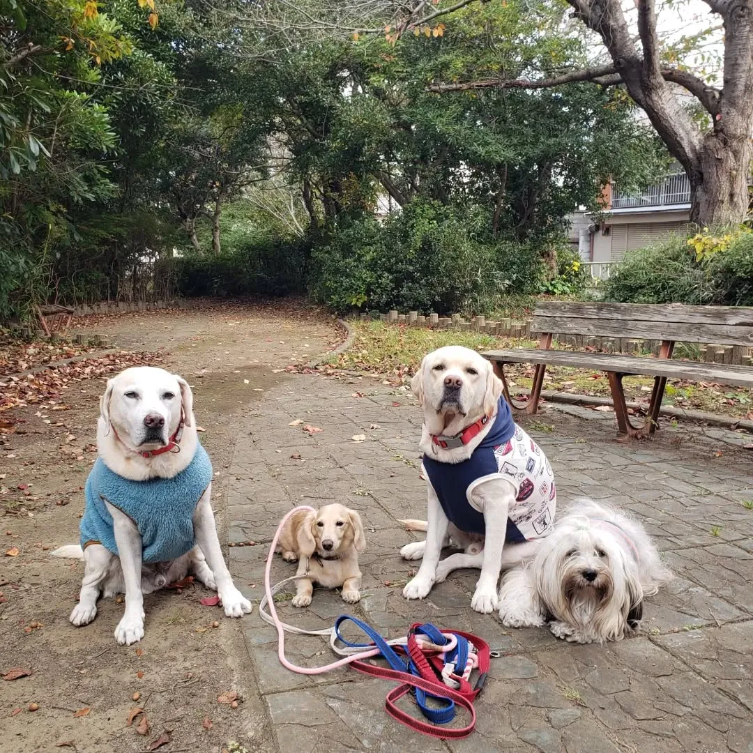 肌寒くなってきましたが元気に歩くわんこさん♥️