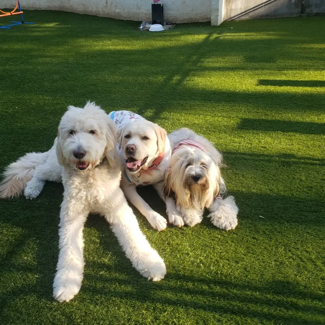楽しく遊ぶわんこさん♥️