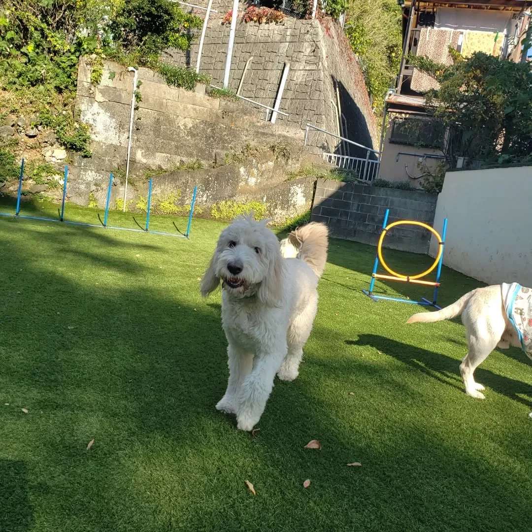 楽しく遊ぶわんこさん♥️