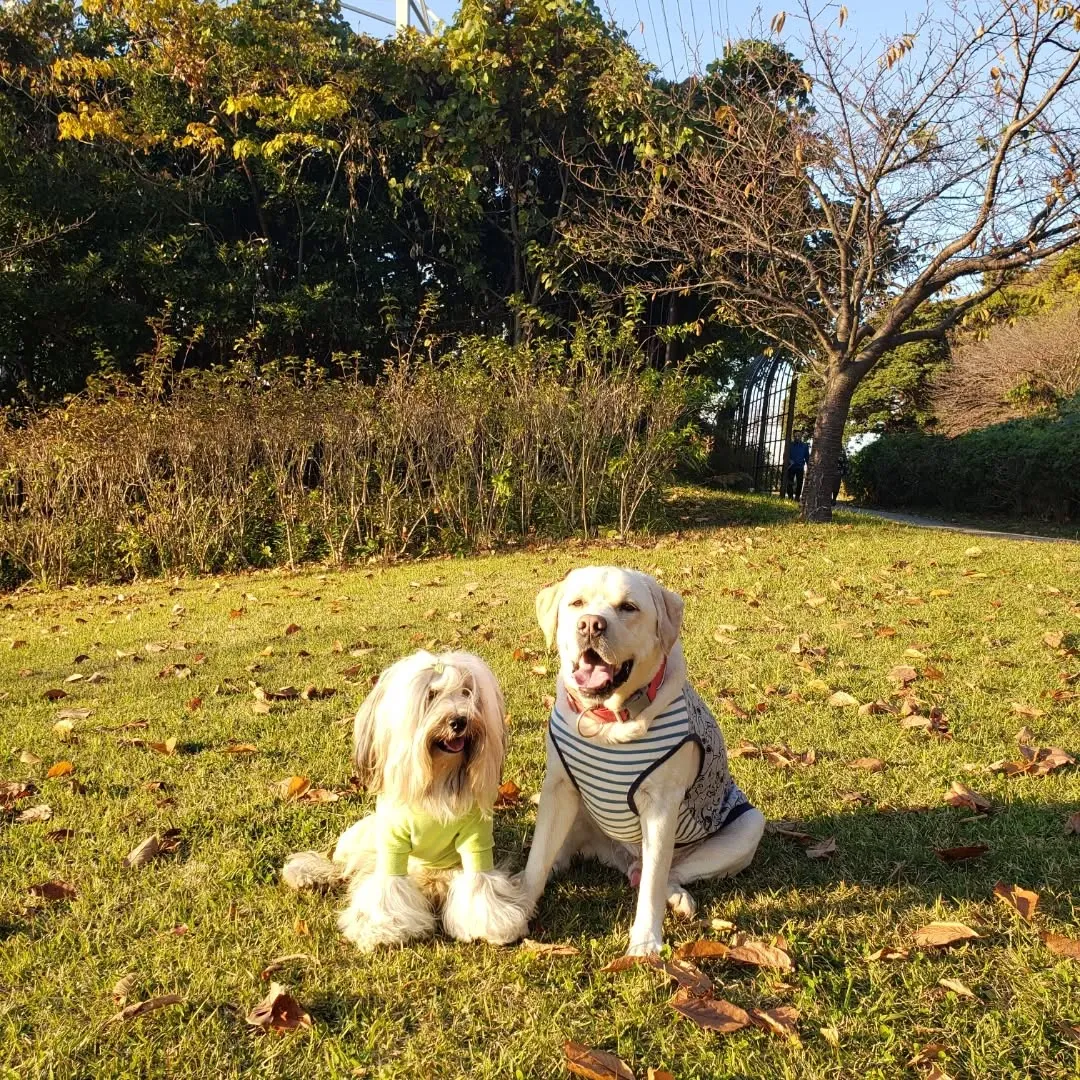 ロデイのアジリテイレッスン日❗