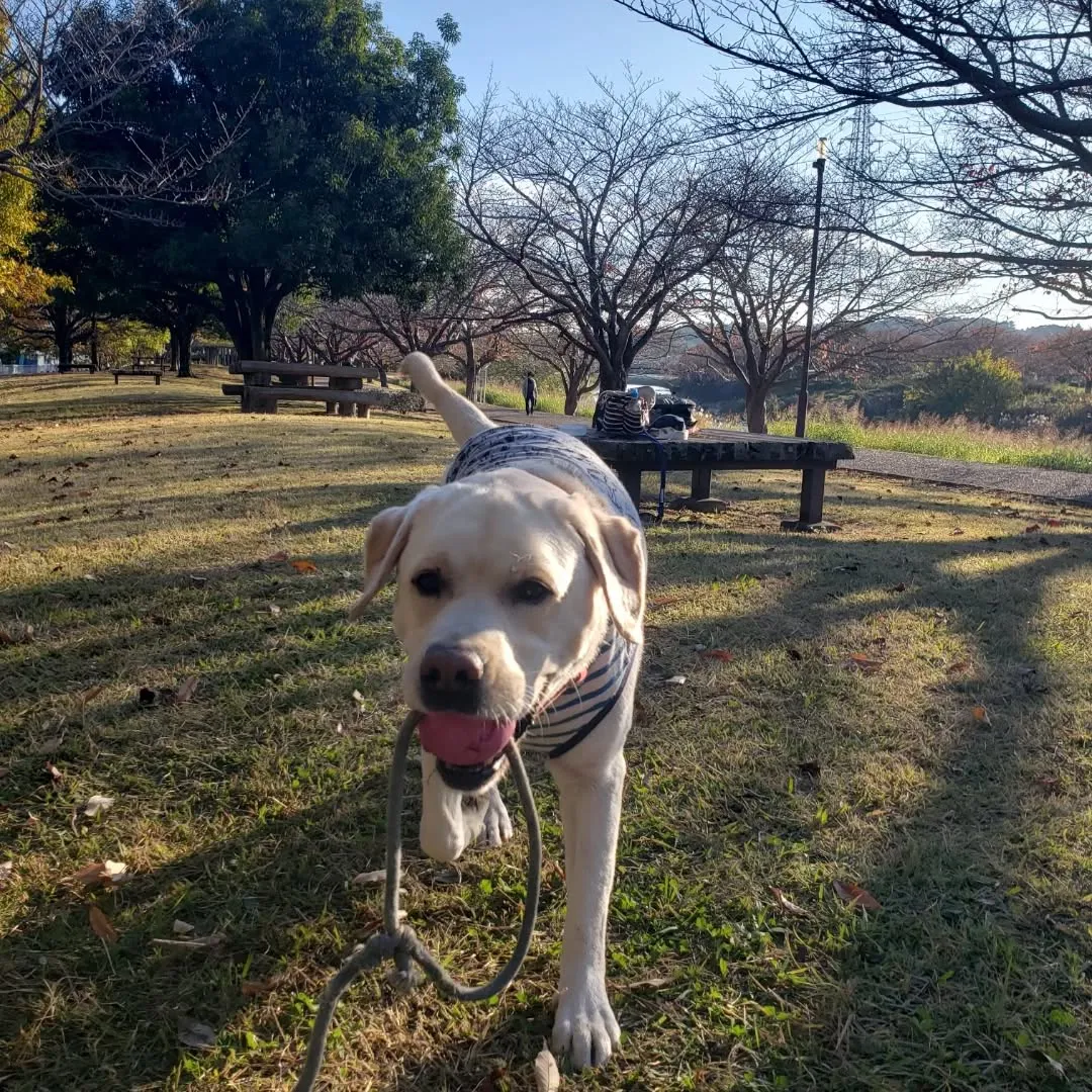 ロデイのアジリテイレッスン日❗