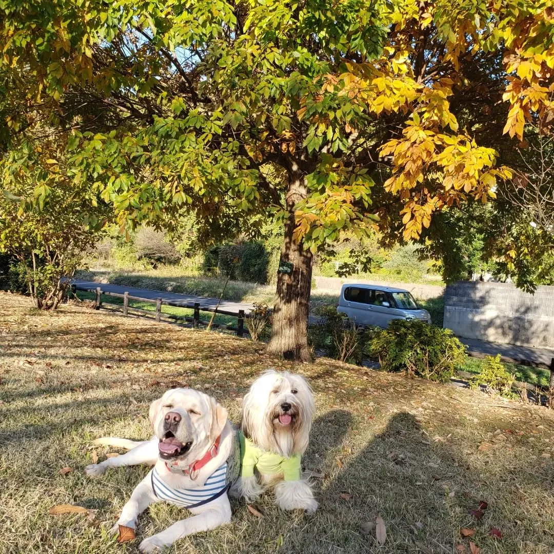 ロデイのアジリテイレッスン日❗