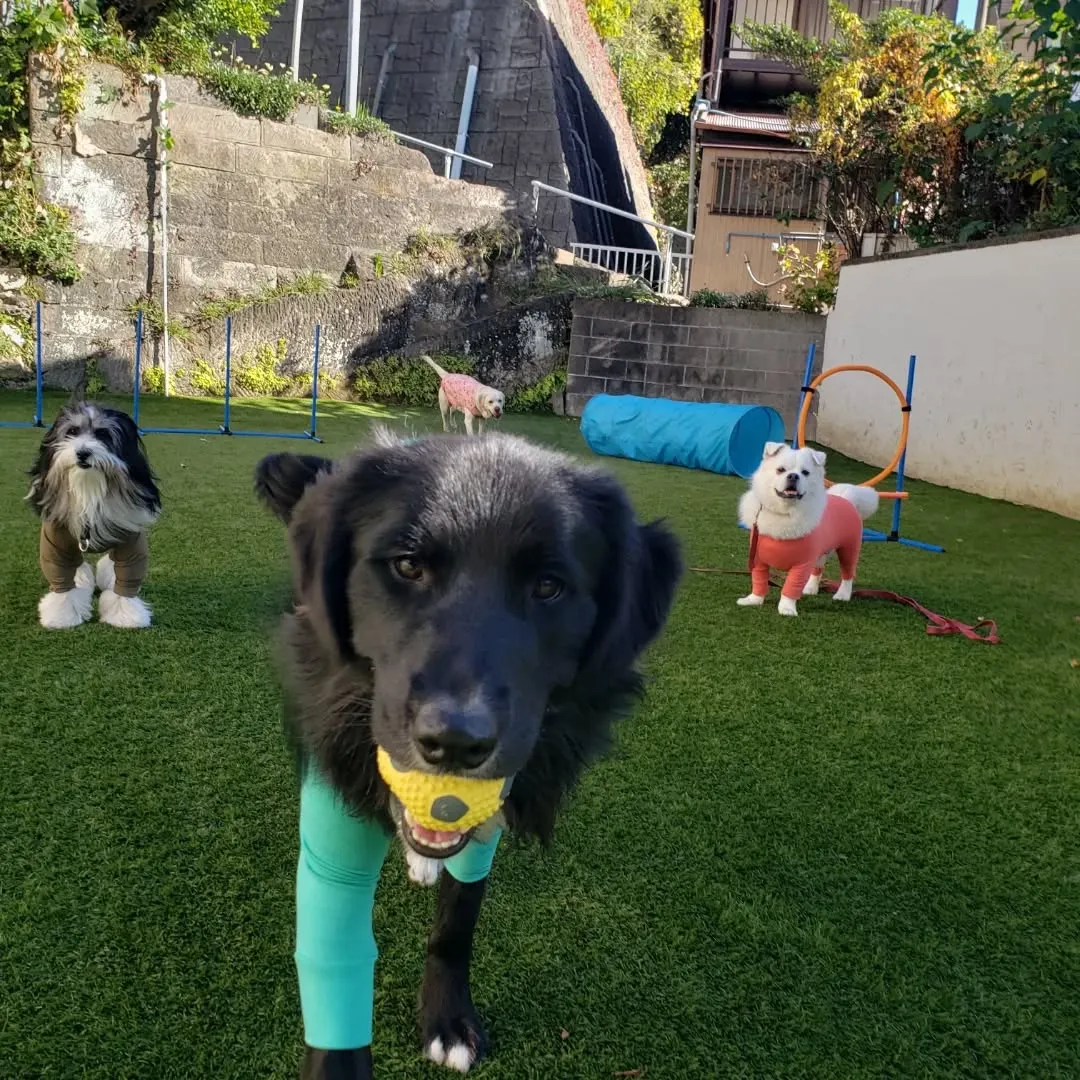 朝はみんなでお散歩へ🎵