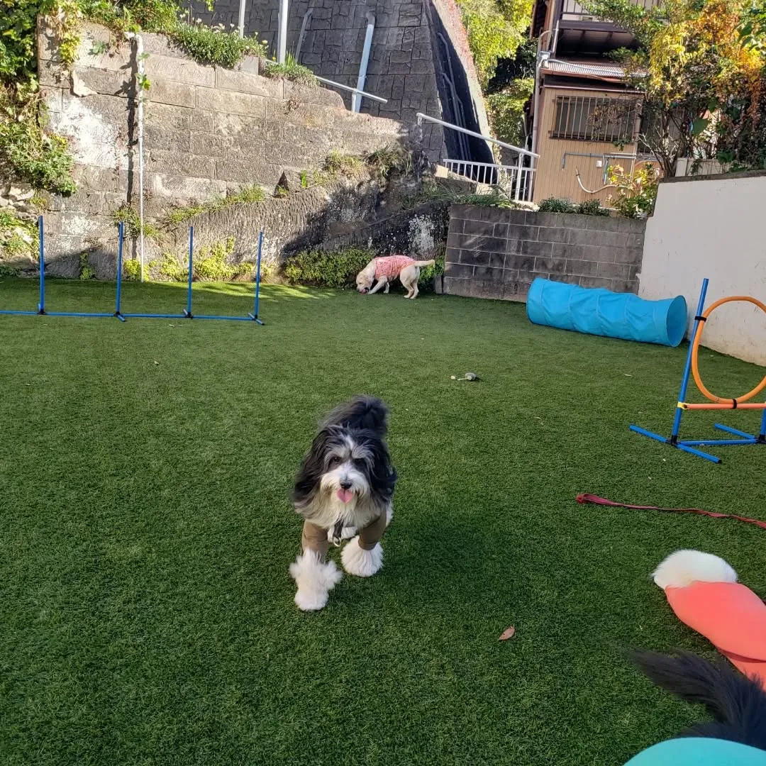 朝はみんなでお散歩へ🎵