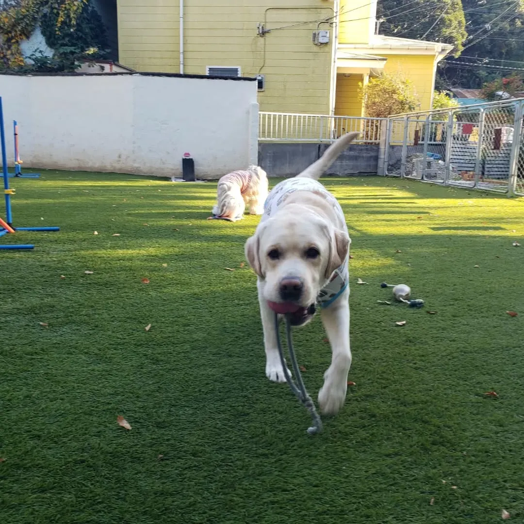 朝から元気に遊ぶロデイとまーちゃん♥️