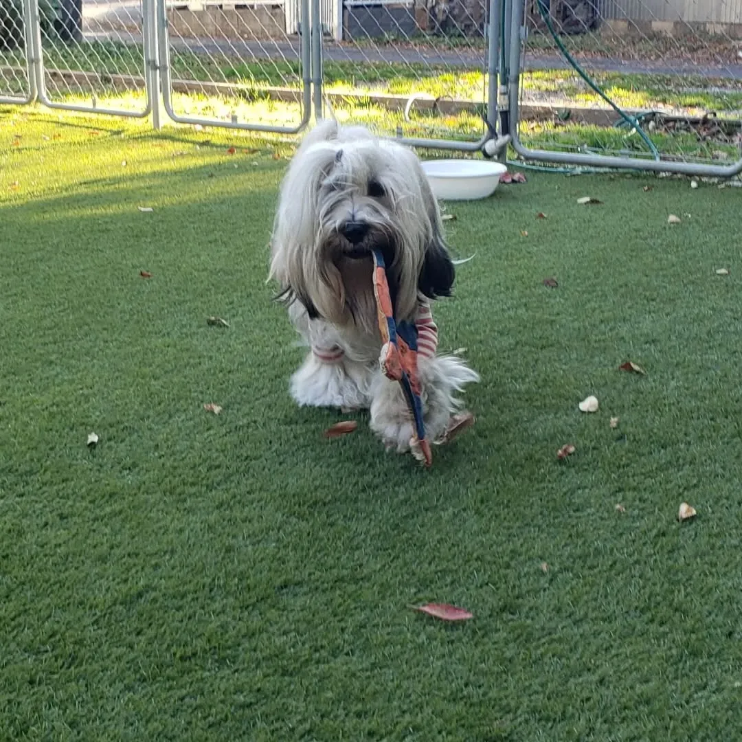 朝から元気に遊ぶロデイとまーちゃん♥️