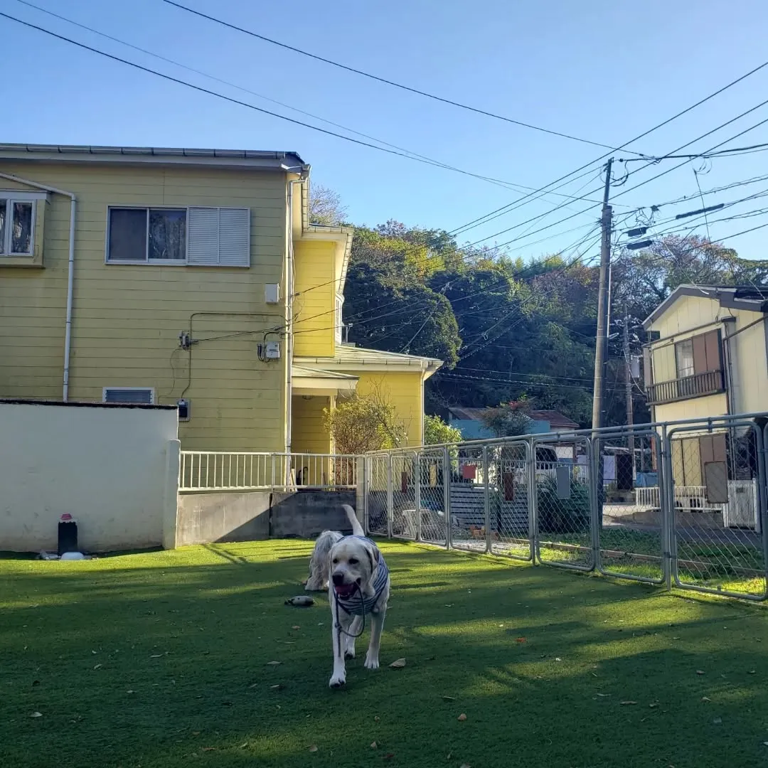 かわりなく元気に遊ぶ2ぴき♥️