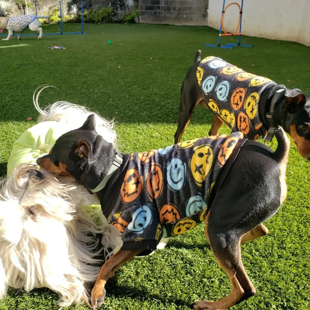 元気に遊ぶわんこさん♥️