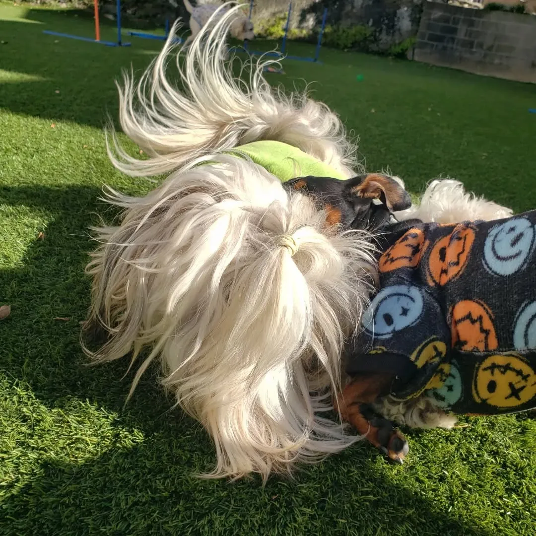 元気に遊ぶわんこさん♥️