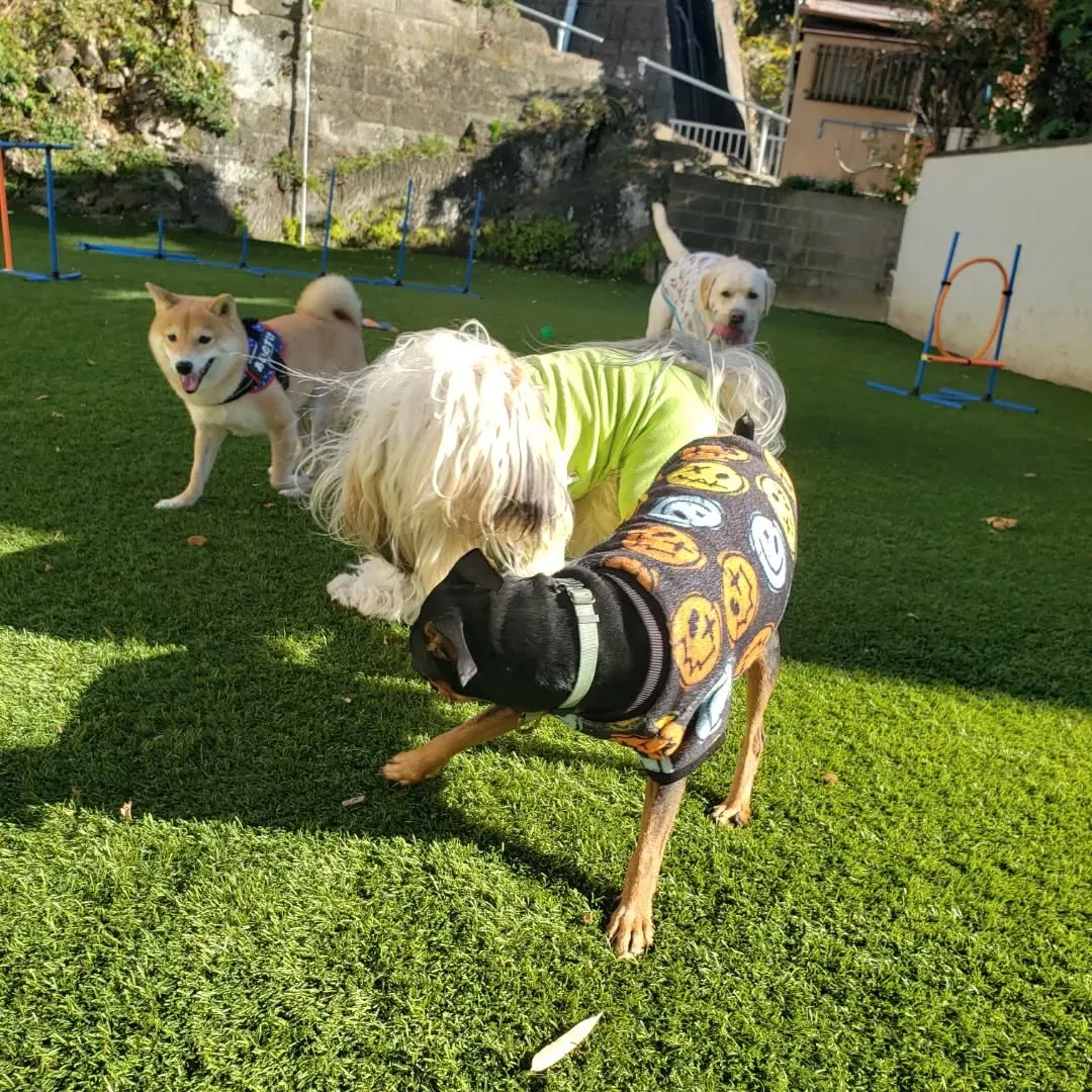 元気に遊ぶわんこさん♥️