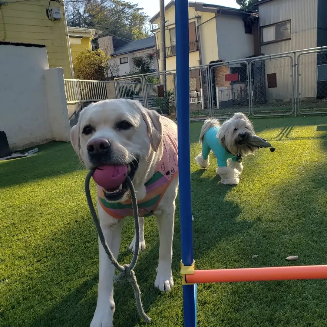 楽しく遊ぶロデイとまーちゃん♥️