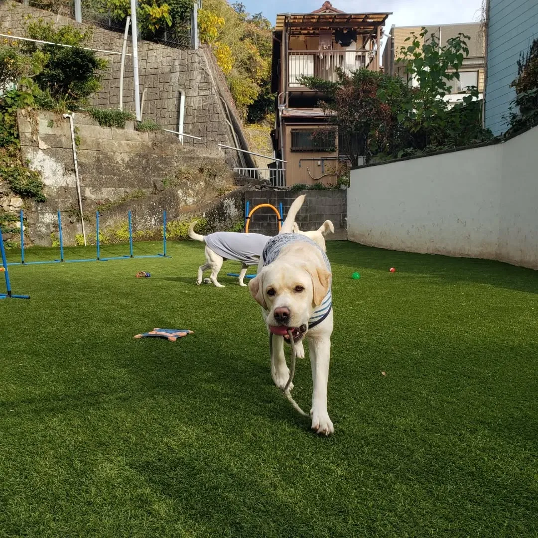 楽しく遊ぶわんこさん♥️