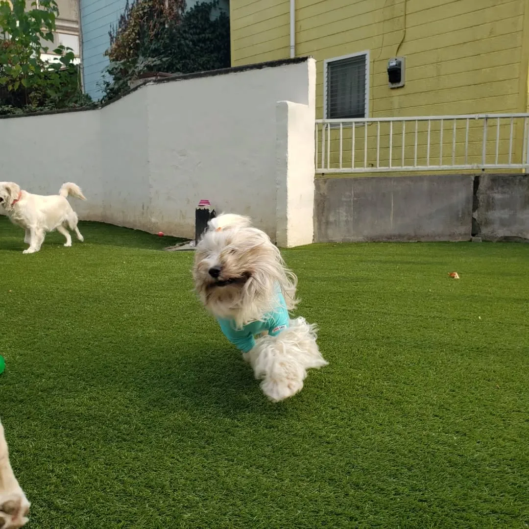 楽しく遊ぶわんこさん♥️
