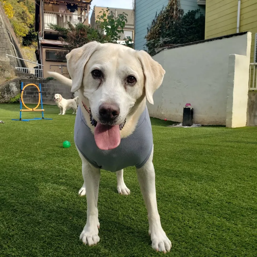 楽しく遊ぶわんこさん♥️