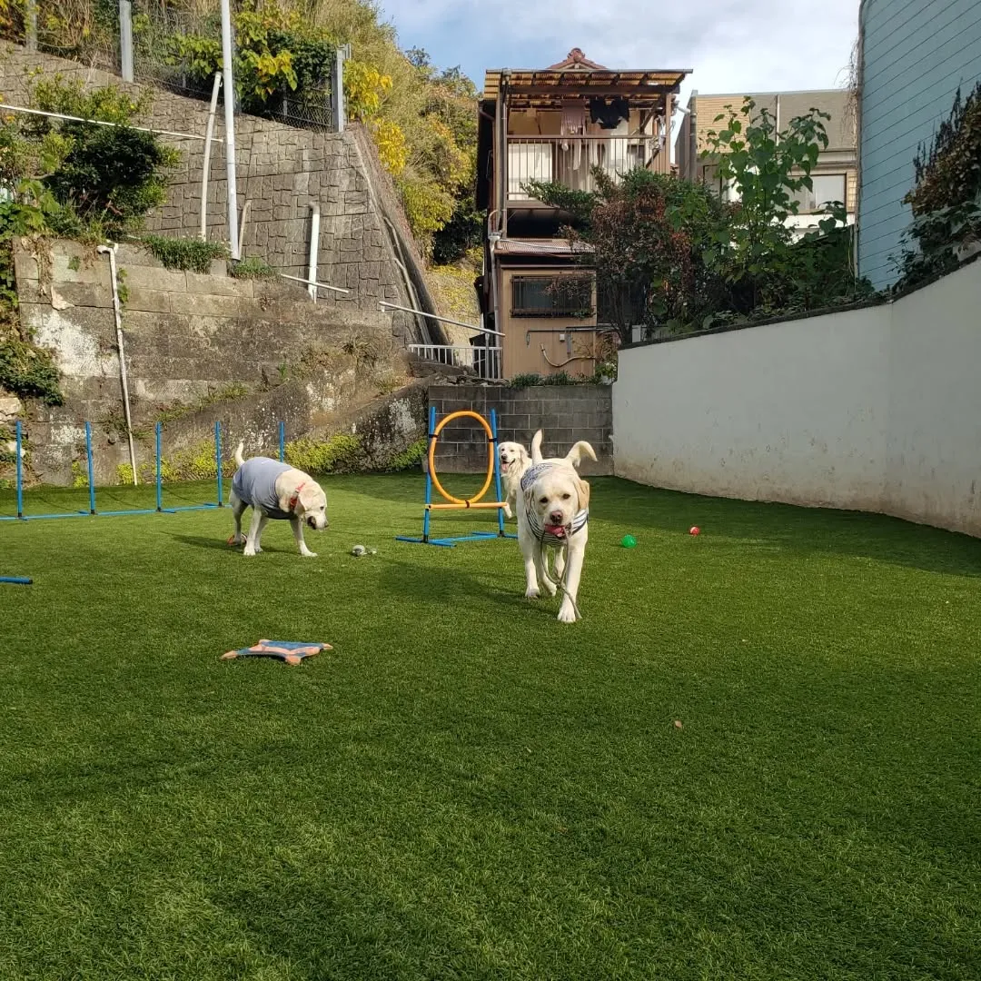 楽しく遊ぶわんこさん♥️