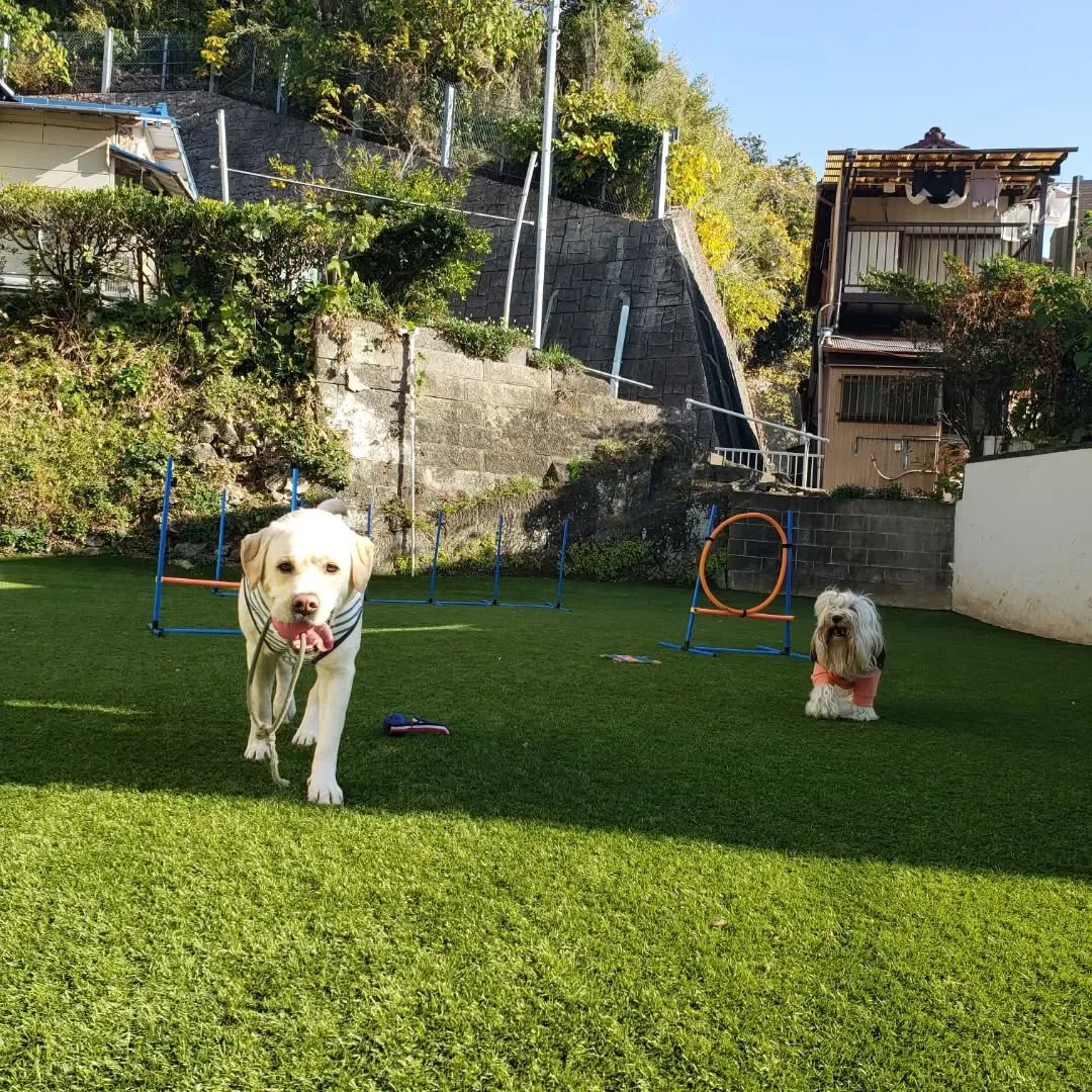 元気に遊ぶわんこさん♥️