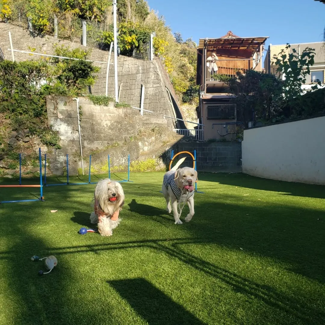元気に遊ぶわんこさん♥️