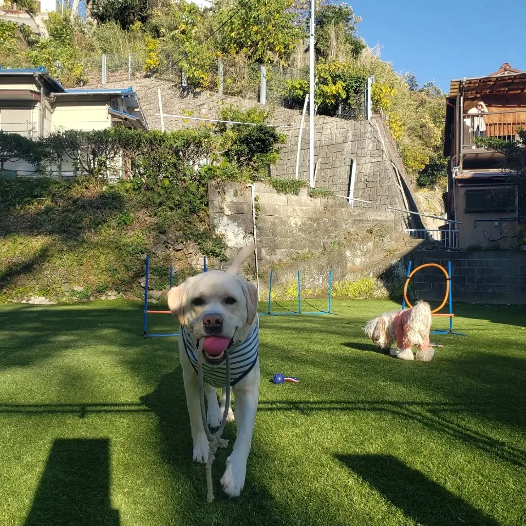 元気に遊ぶわんこさん♥️
