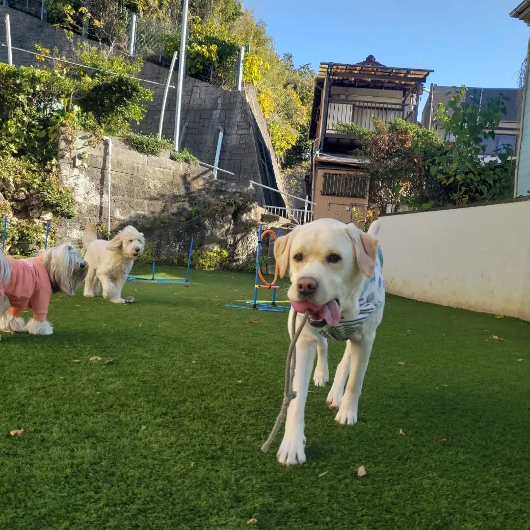 楽しく遊ぶわんこさん♥️