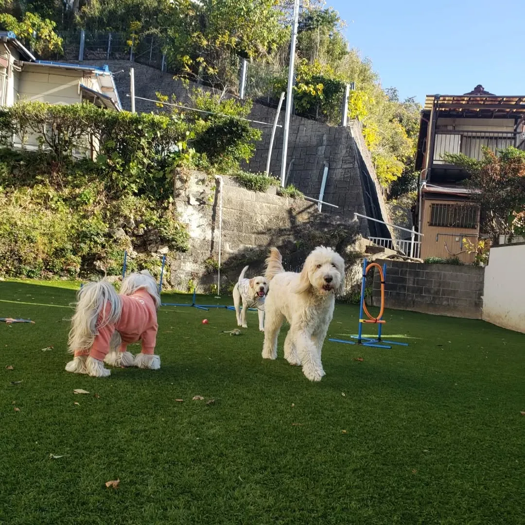 楽しく遊ぶわんこさん♥️