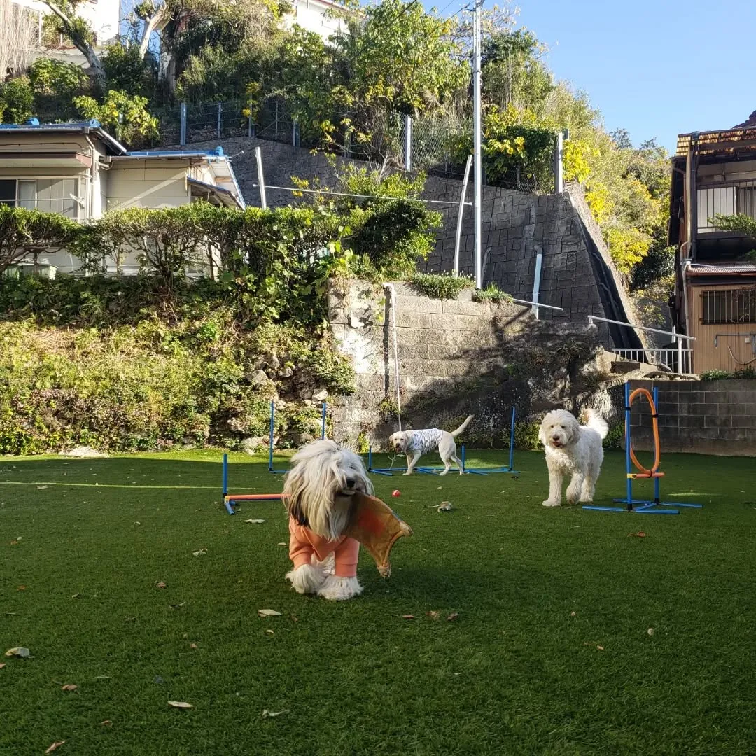 楽しく遊ぶわんこさん♥️