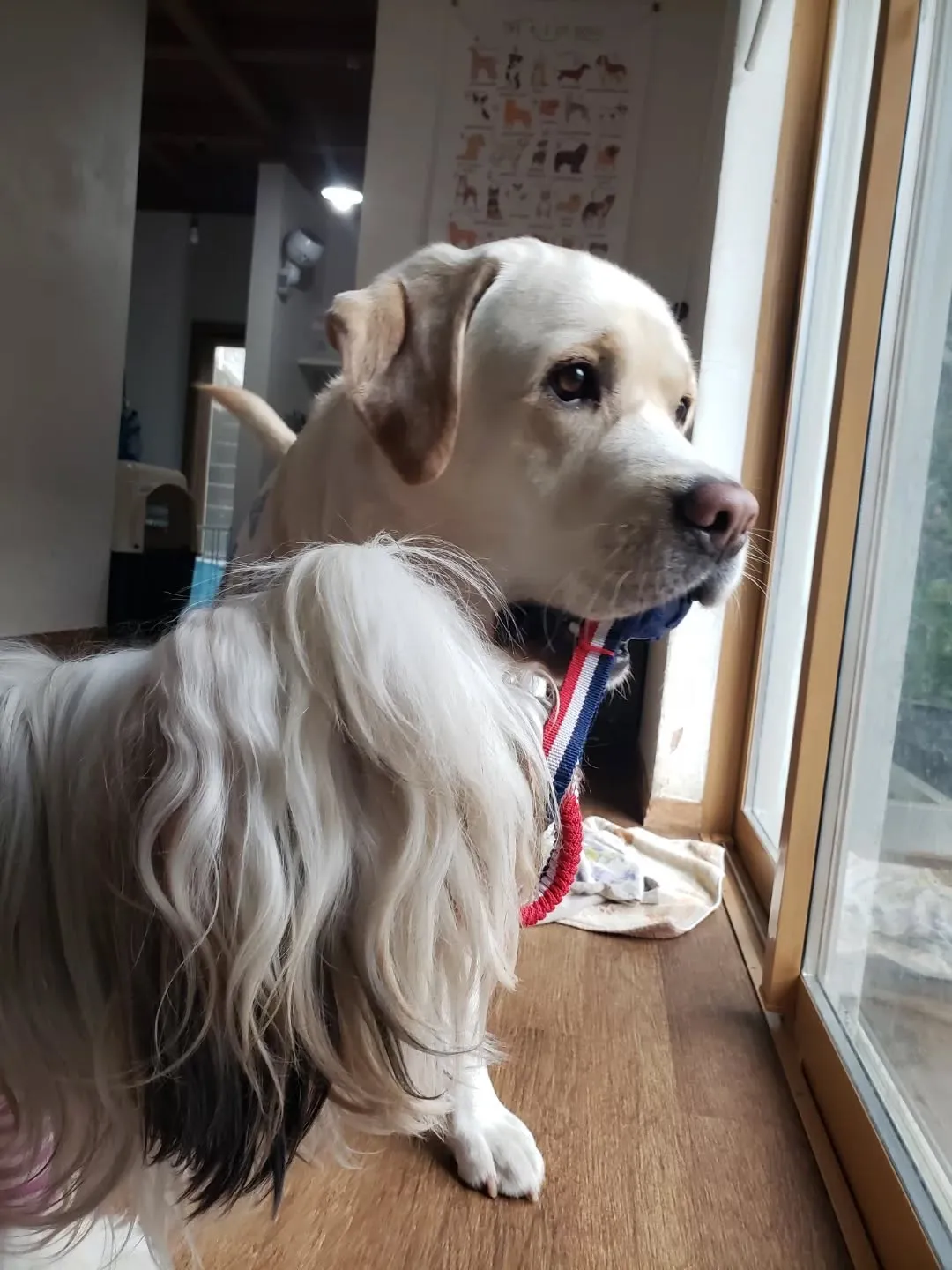 久しぶりに雨が降りました。