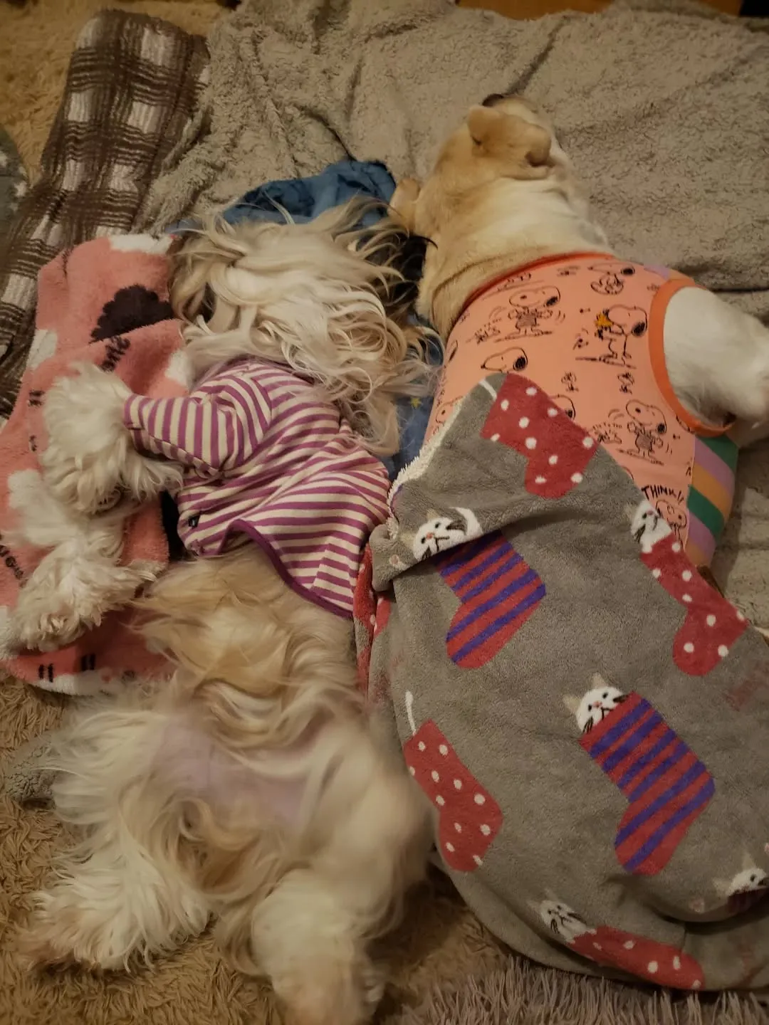 久しぶりに雨が降りました。