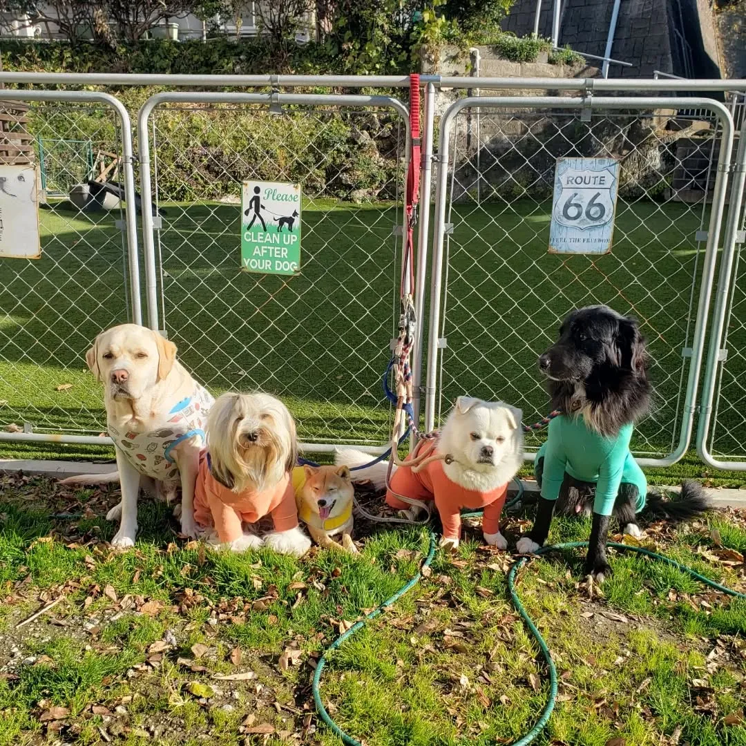 朝から元気に遊ぶわんこさん♥️