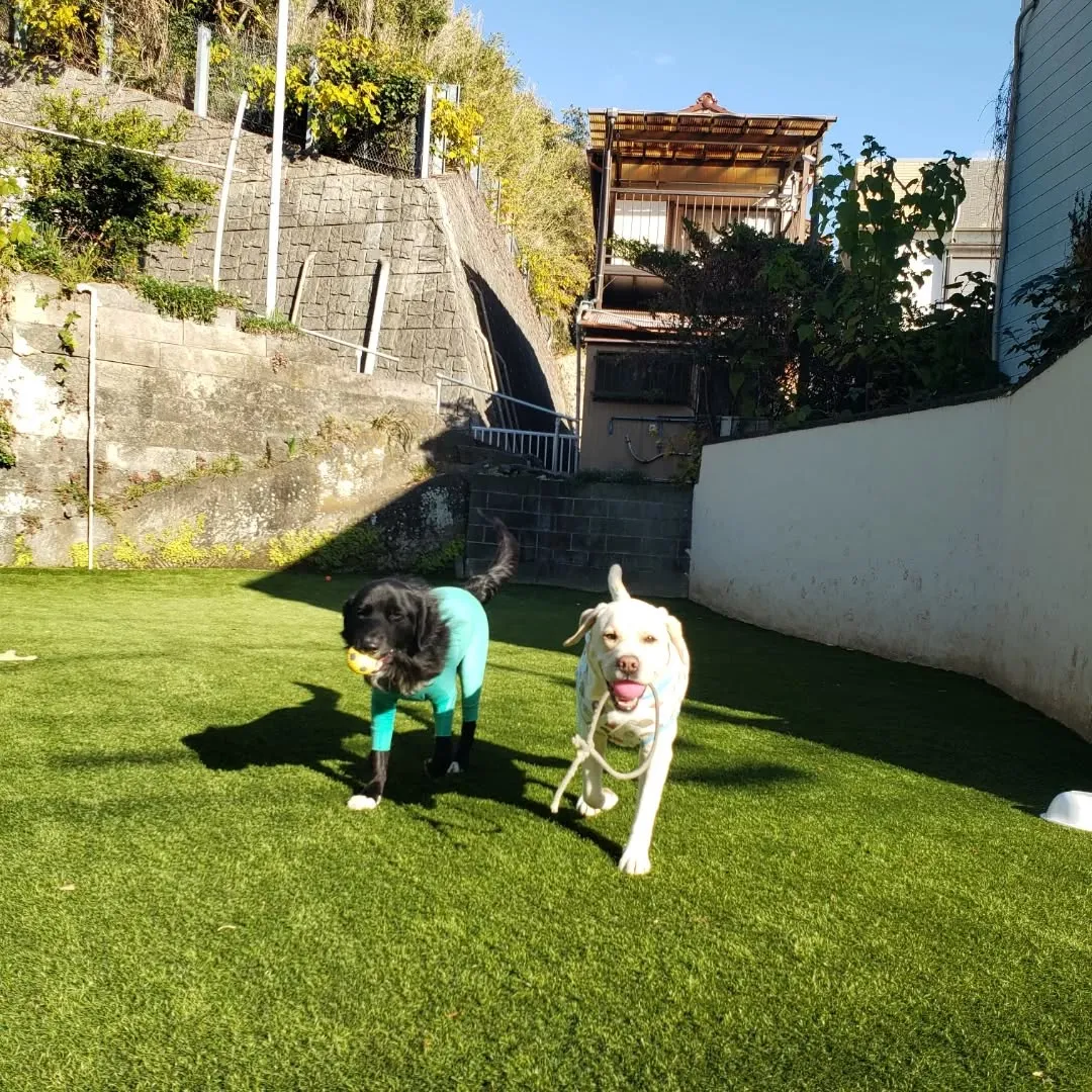 朝から元気に遊ぶわんこさん♥️