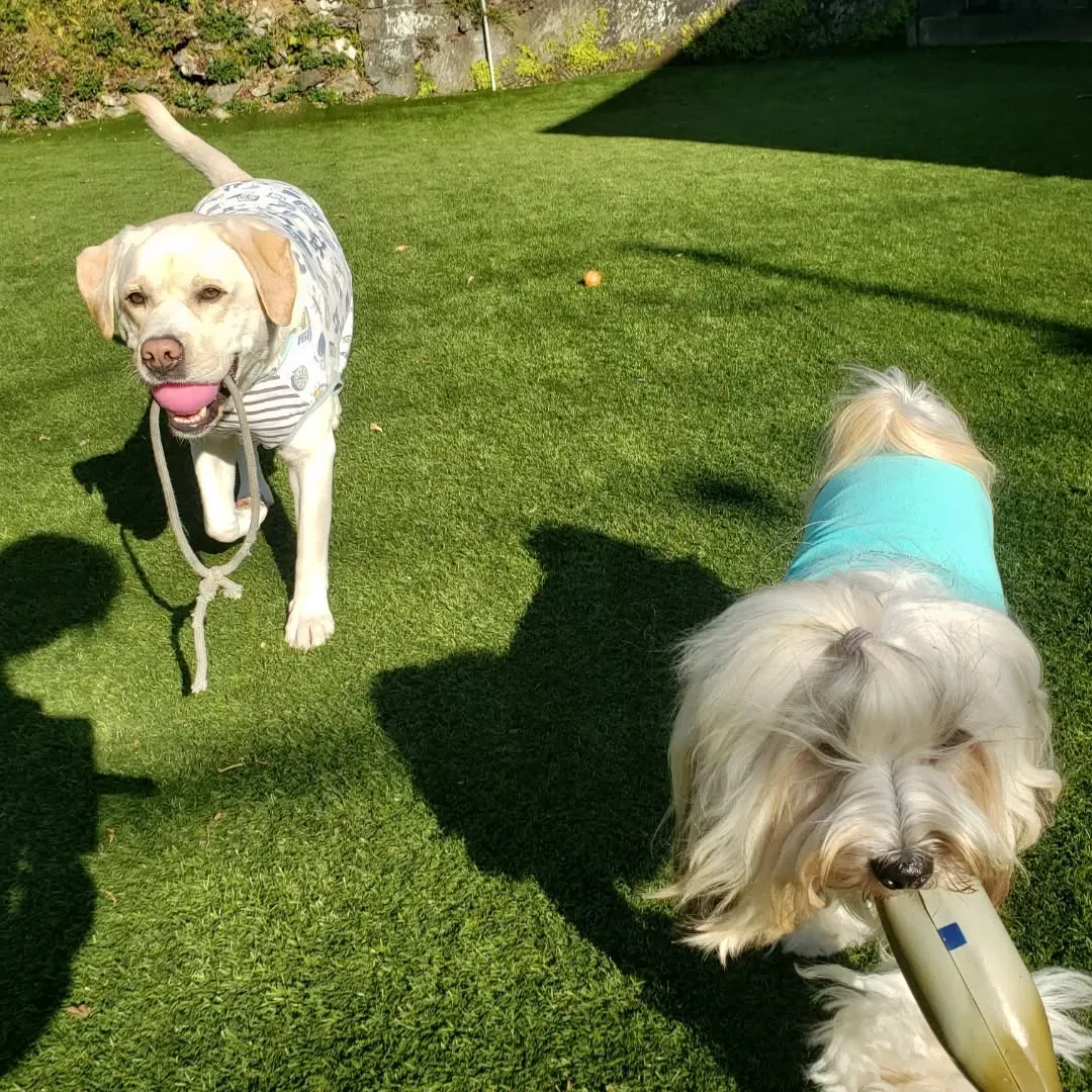 朝から元気に遊ぶわんこさん♥️