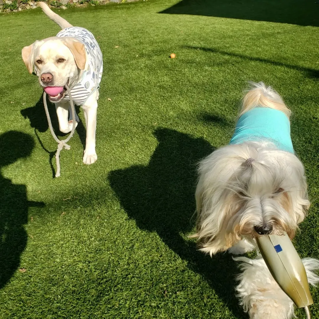 楽しく遊ぶロデイとまーちゃん♥️