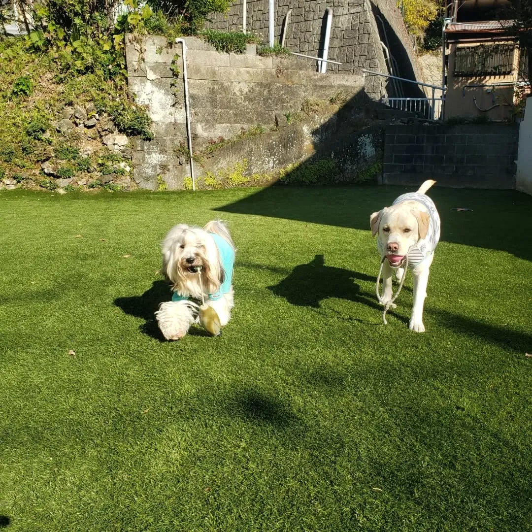 楽しく遊ぶロデイとまーちゃん♥️