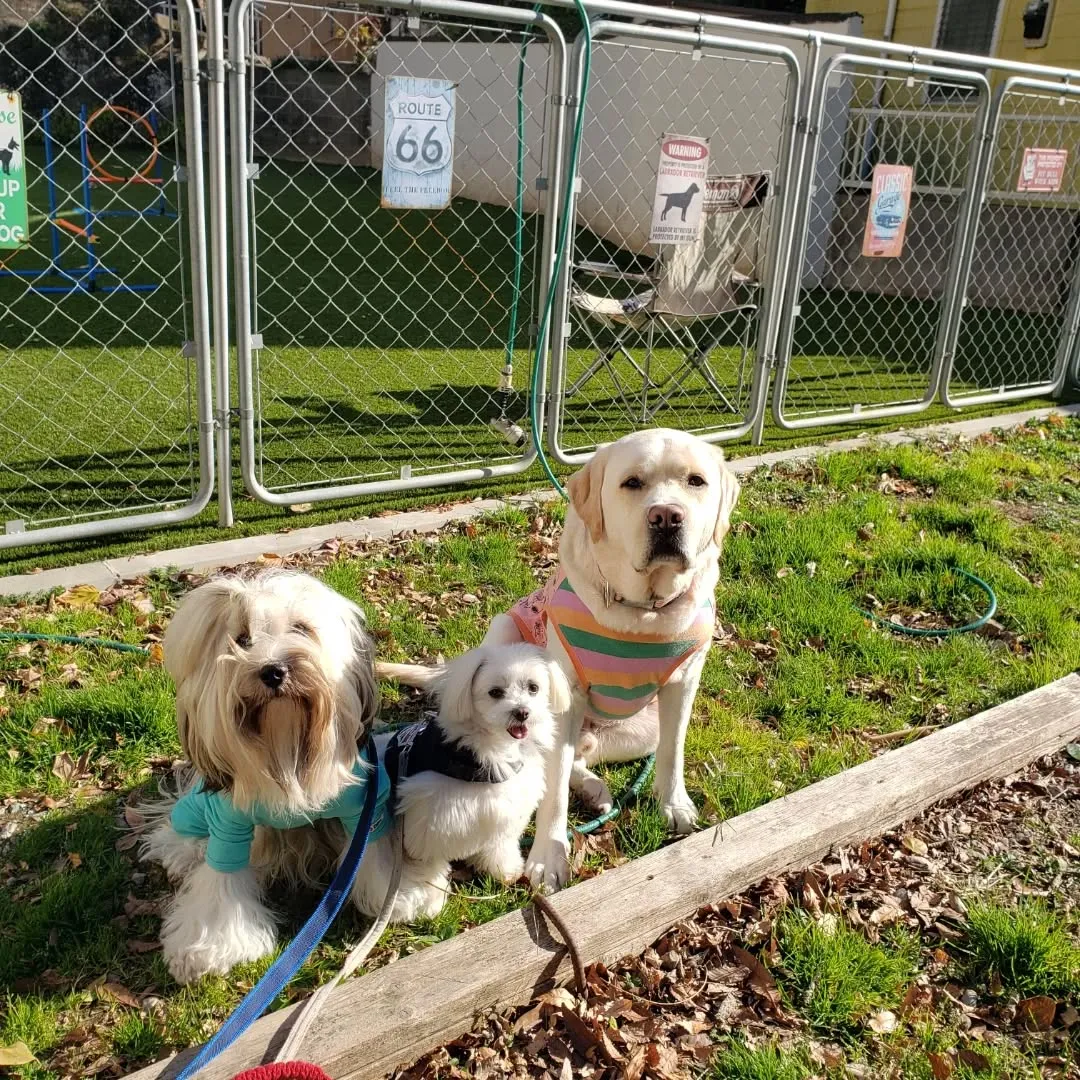 New フェイスのシロ君♥️