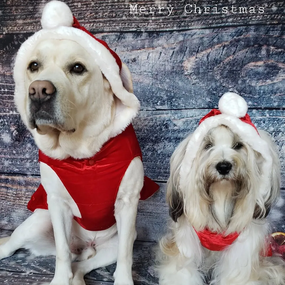 お決まりのクリスマス仮装🎄⛄️🎅