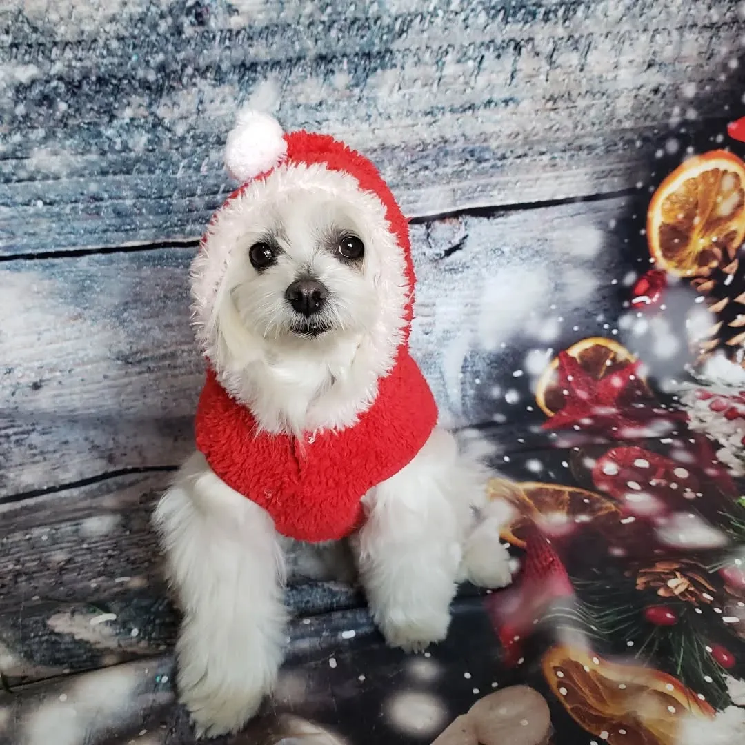 お決まりのクリスマス仮装🎄⛄️🎅